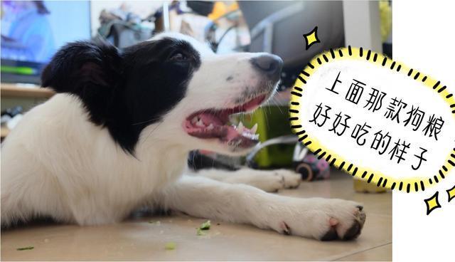 饲养边牧有“6不要”, 多少新手还不知道, 早知道早预防!