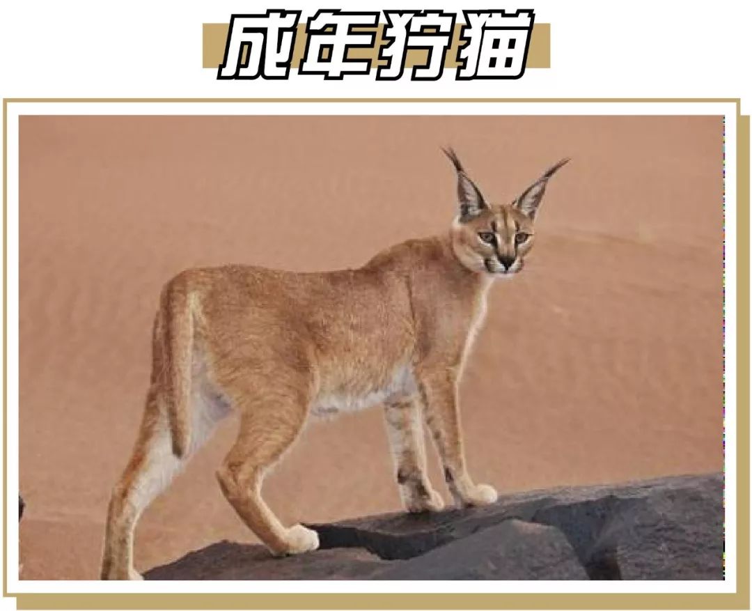 终极猫控听力试题！进来看看你能得几分？