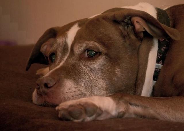 機智狗狗發現煤氣泄漏，用力破門逃出房間，并向警察求助拯救家人