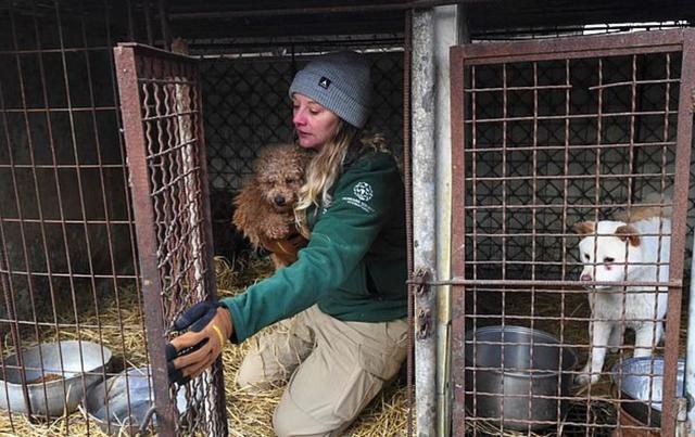 繁殖場環境惡劣，動保組織出手營救狗狗，讓200只狗狗獲得自由