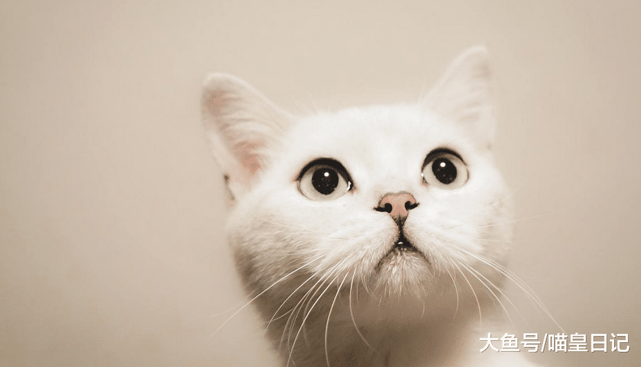 怎样让喵星人认识到自己的错误? 网友: 该教育的时候别心软!