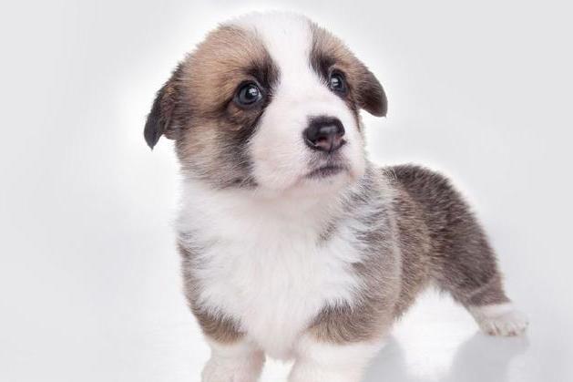 在養狗的各個方面，你真的做好準備了么