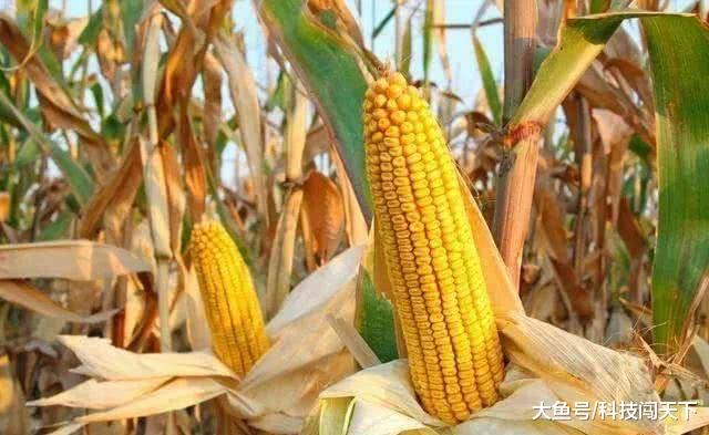 中国人拿他当垃圾随意丢弃，到韩国却成抢手美食，两元一根抢着买！