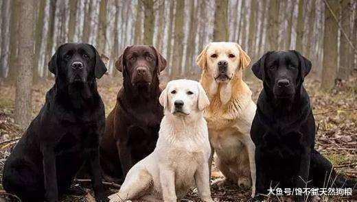 你知道吗? 这种“颜色”的狗狗寿命很短, 而且也容易生病!