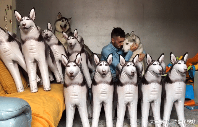 家里突然多了10只哈士奇，二哈有什么反应？胆子也太小了吧