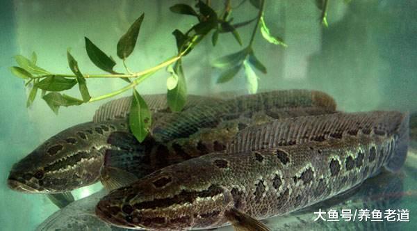 野外釣來的觀賞魚，為什么不太容易飼養？