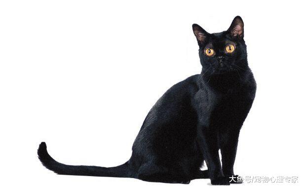 辟谣! 猫能看到“不干净”的东西, 黑猫会带来厄运是真的吗?