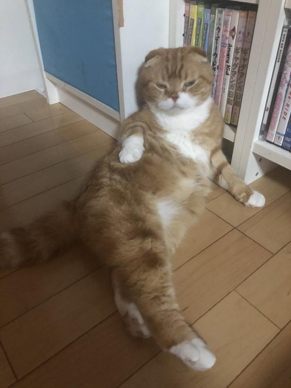 猫咪去别人家不仅不怕，吓走其它猫咪，甚至直接躺着吃别家的猫粮