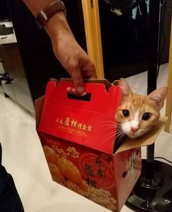 猫咪偷发圈成瘾，主人从床下就找到20个，难怪每个星期都要买！
