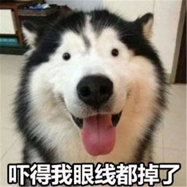 女孩失恋让二哈陪自己喝酒, 第二天醒来一看, 女孩气得满地找棍子