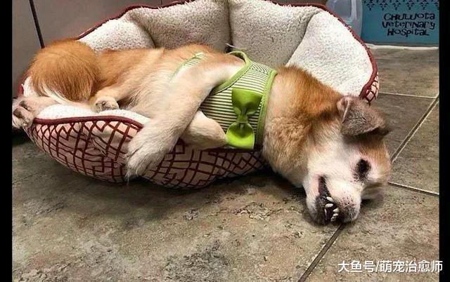 狗狗遭流浪狗欺负失去了鼻子, 然而它天生坚强, 终收获自己的幸福