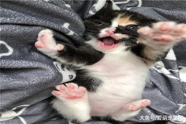 刚出生就被救助的小奶猫，脸上总是挂着可爱的微笑，心都被萌化了
