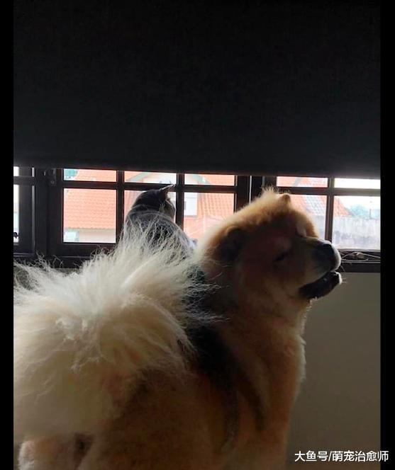 猫咪踩着狗狗的背看窗外风景, 狗狗一脸的委屈: 我是被强迫的!