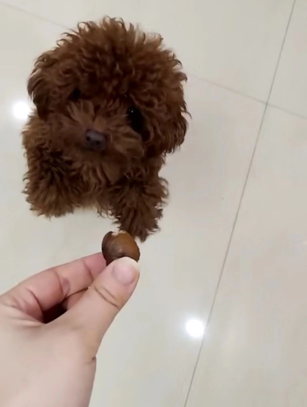 家里的泰迪为了吃, 它已经把自己的自尊扔掉了