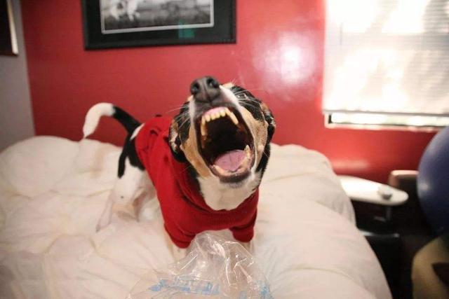 如果你家狗狗突然有以下5种表现, 可能说明, 它开始“恨”你了!