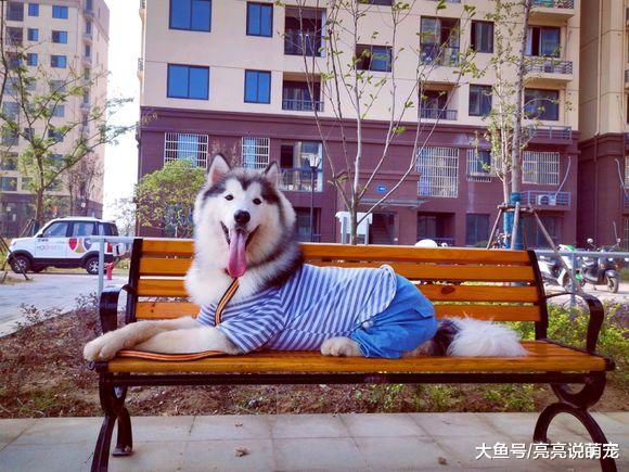 阿拉斯加“疯了”，玩了一天还不行，晚上还闹着出去