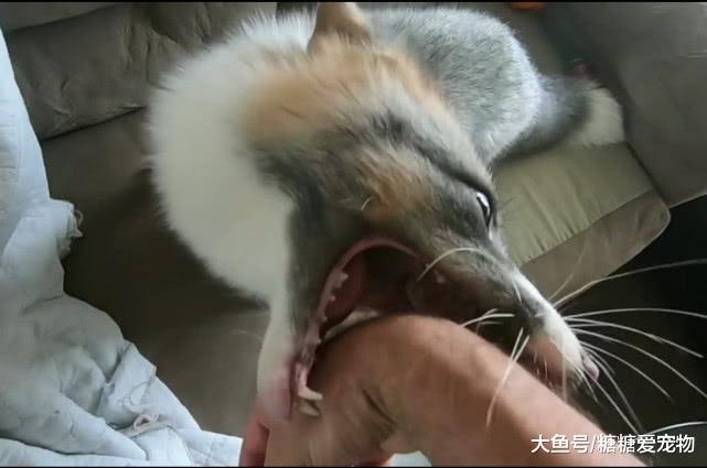 主人叫狐狸起床，结果狐狸气得暴跳如雷，狐狸：你吵吵个啥？
