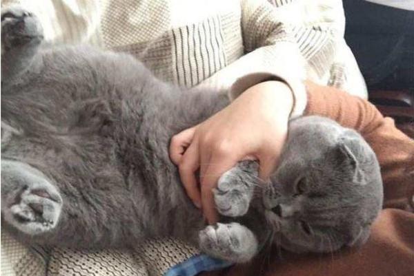 网友回家后爱猫失踪，最后在国产跑步机找到，当场崩溃失声痛哭
