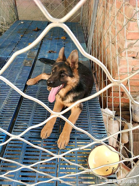狗狗被关着影响长个？这只德牧都五个月了，才这么大