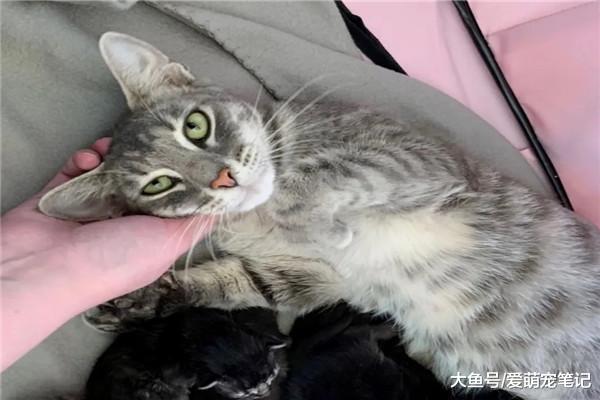 怀孕的流浪猫主动向人类碰瓷，被救后生下8只小猫，感叹母爱伟大