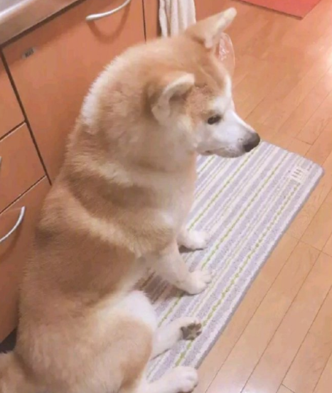 宠物咖啡店等火爆的背后, 是猫咪和狗子们积蓄已久的精神压力...