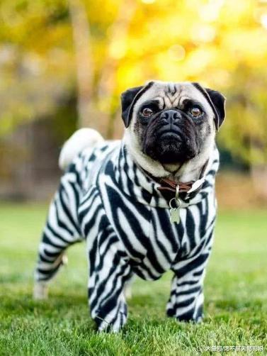 巴哥犬为什么体臭严重？原因是这6个地方你都清理干净了吗？