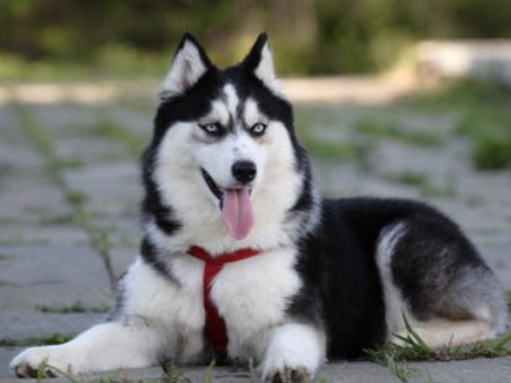 二哈拆家咬坏了化妆品，被主人吊起来“训斥”，狗子：至于吗？