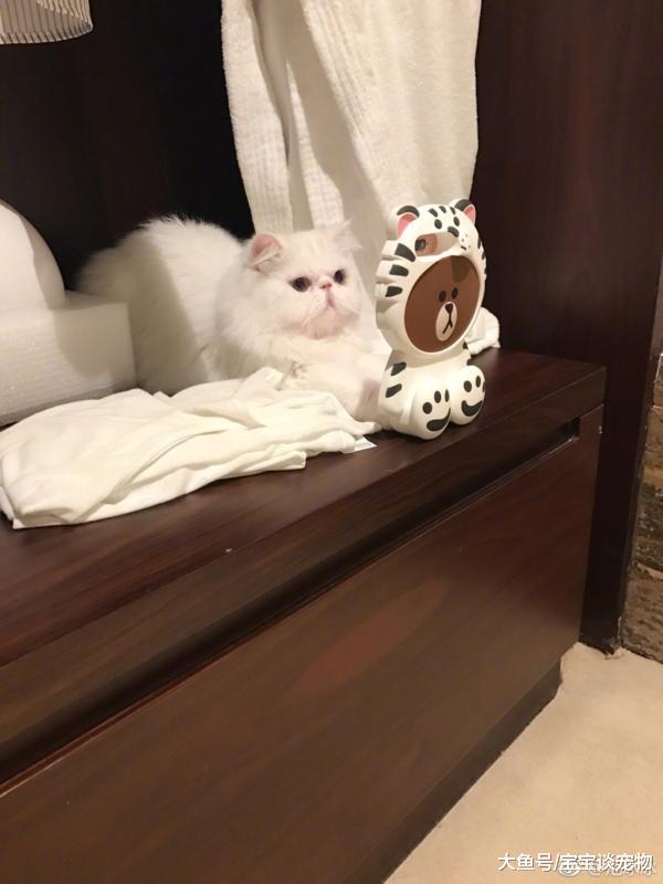 李冰冰竟然养活蜘蛛，曝光明星们的爱宠大集合！