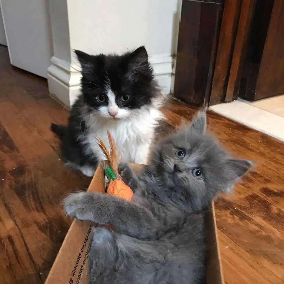 两只被遗弃在路边的流浪小奶猫, 命中注定成了难兄难弟