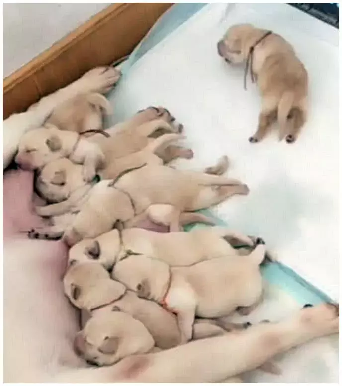 小狗狗在狗窝里嚎叫，女子觉得有点奇怪，穿好鞋过去一看不淡定了