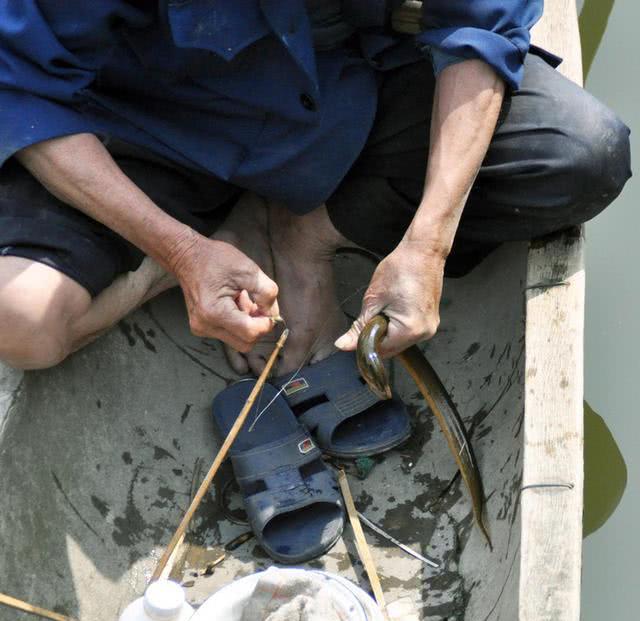 为什么河岸边石头缝里钓到的黄鳝更肥更大？老头给了我答案