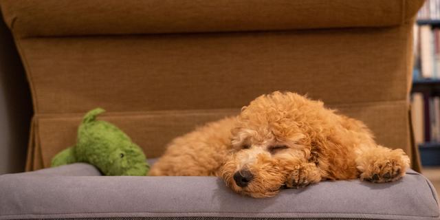 球虫让幼犬痛不欲生，除了狗狗还会传染人，主人得及时给铲屎！