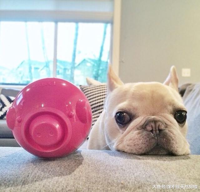 同样是狗，为什么法斗这么多人喜欢？宠主：其实就5点