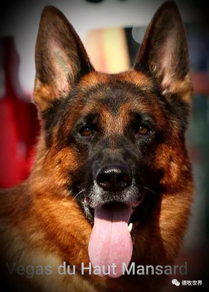 德牧传奇 狼王VA1威嘎斯VA1 Vegas du Haut Mansard