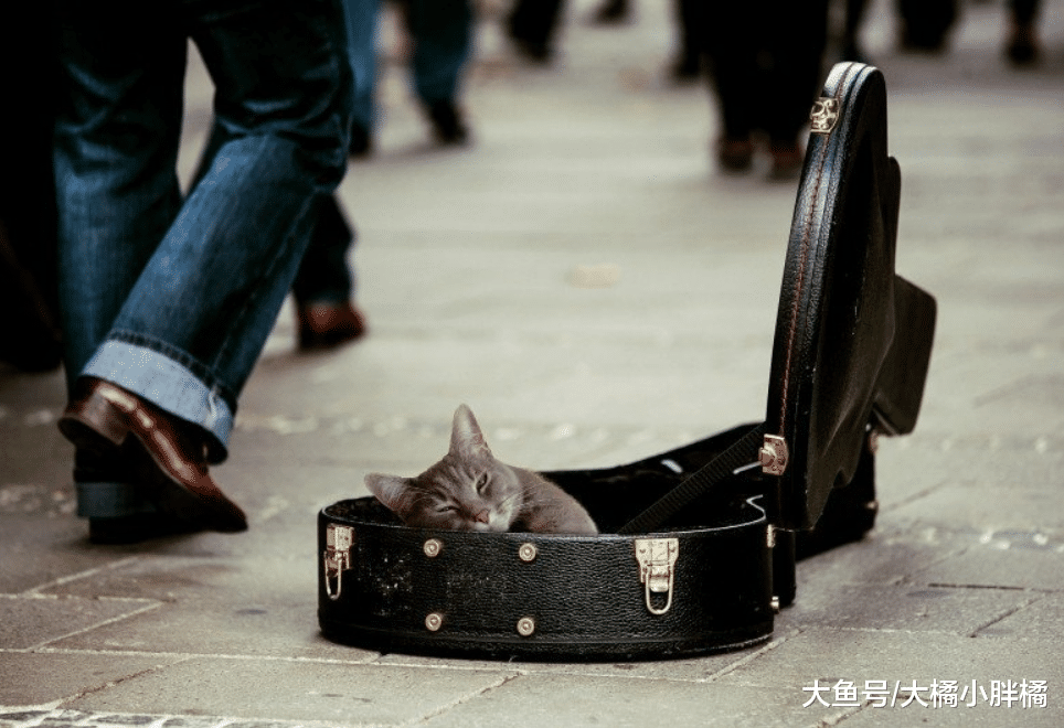 养猫最不应该犯这6个错误，如果你觉得没错，说明你不适合养猫！