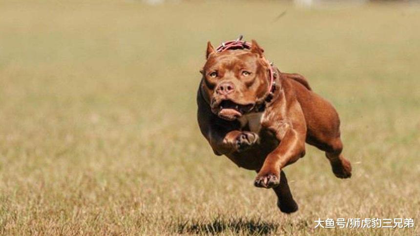 老虎的实力比狗强多少? 多少条比特犬加起来才能打赢老虎?