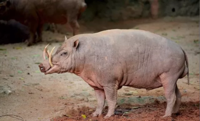 地球上最奇特的动物，长得像猪又被叫鹿，失去獠牙便无法脱单