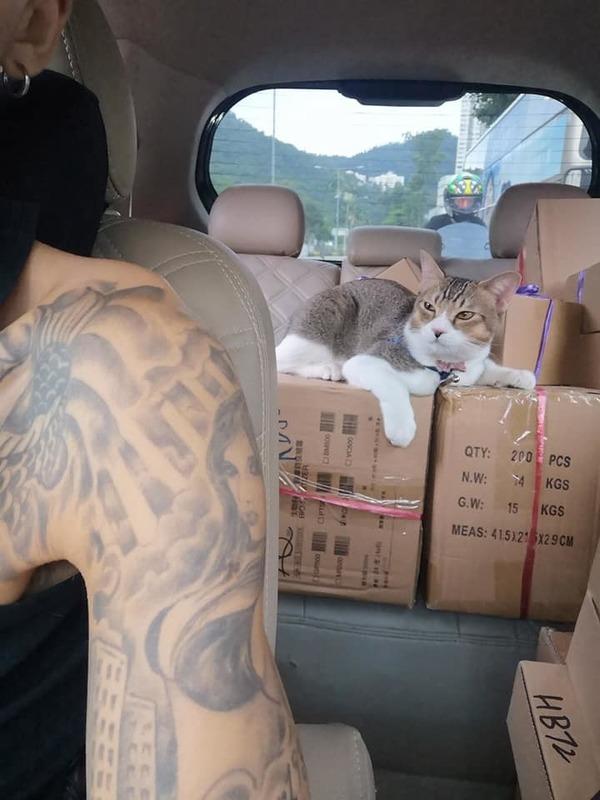 猫咪成为货车司机跟班，坐玻璃窗前看风景，连出门都是藏在挎包中