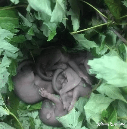 男子买了辆二手车，无意听见车头传来异响，打开检查后不淡定了