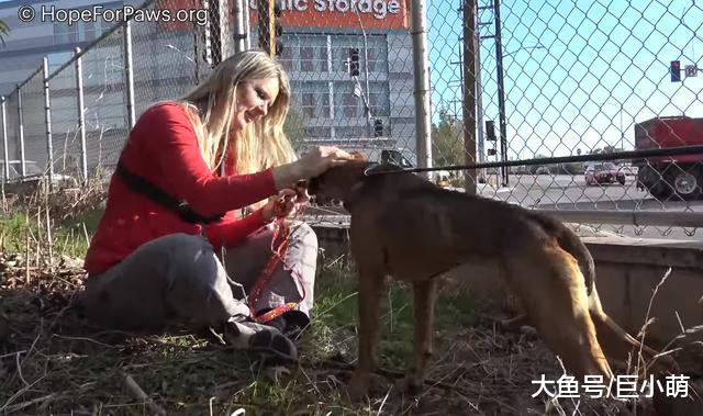 义工辛苦救出流浪狗，以为能让它跟主人团聚，没想到主人真伪善