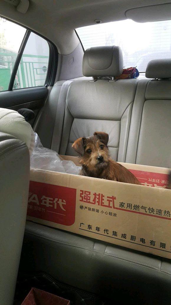 雨天流浪狗跑來家門口，男孩喂點餅干后，狗狗睡在門口不走了