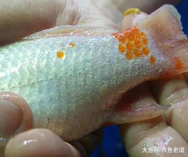 为什么说观赏鱼的体表受伤过重，极有可能让它们死无葬身之地？