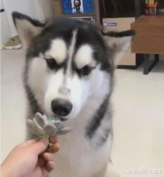 主人拿出多肉和植物让狗子选，没想到二哈竟选了这个……