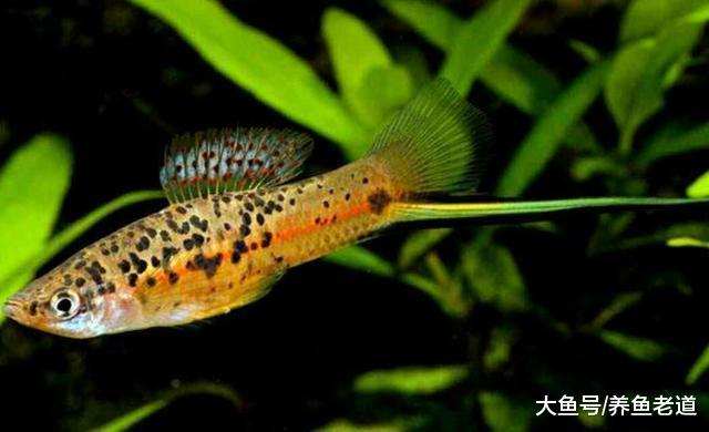 對于簡單的魚缸造景來說，是沉木好還是鵝卵石或者底沙好？
