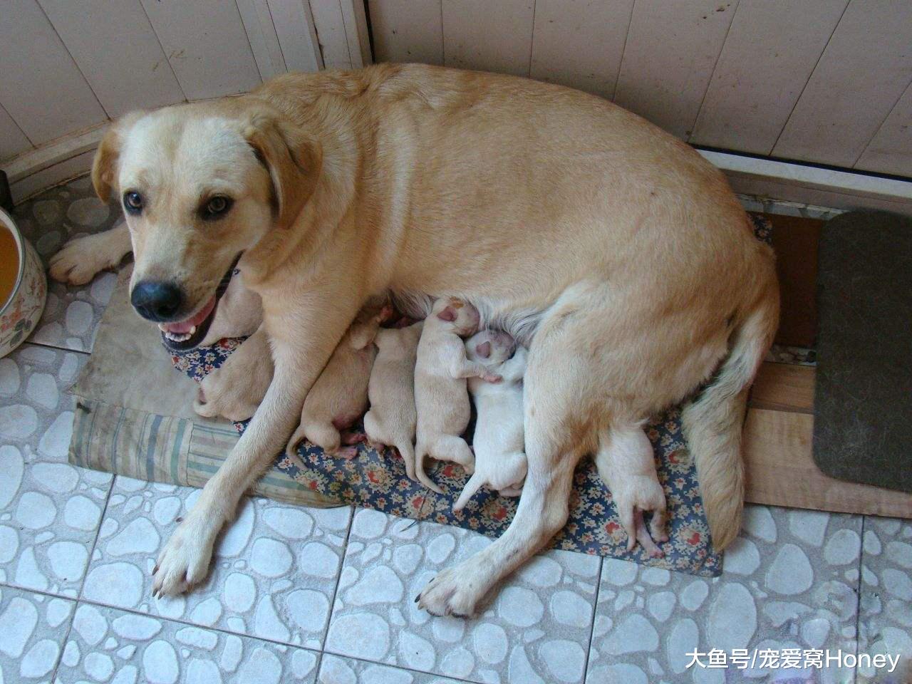 第一次養狗到底養公的還是母的好？建議選擇母狗，理由在這里