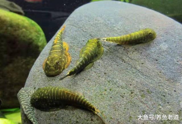 很讨厌清道夫，还有哪些可以饲养在鱼缸里的工具鱼，下列都不错