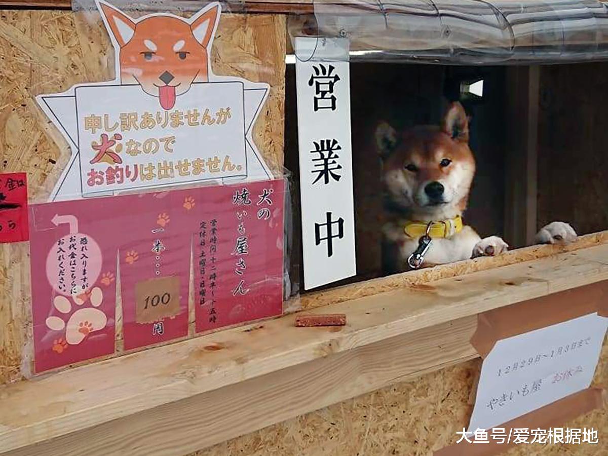 柴犬路边卖烤地瓜，只收钱不找钱，生意火爆整条街