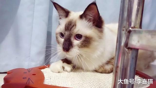 猫传腹并非绝症，湿性传腹更易被治愈，铲屎官需从三点出发治疗！