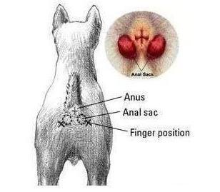 养狗却不知道怎样挤肛门腺？送你几个诀窍，简单实用！
