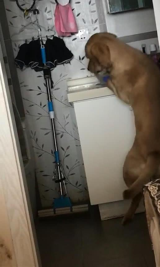 金毛半夜溜进冰柜里面，被主人发现后一脸呆滞，汪：你怎么来了？